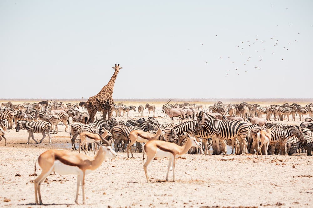 Etosha Namibia